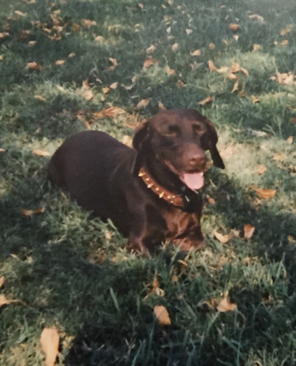 Pet Picture