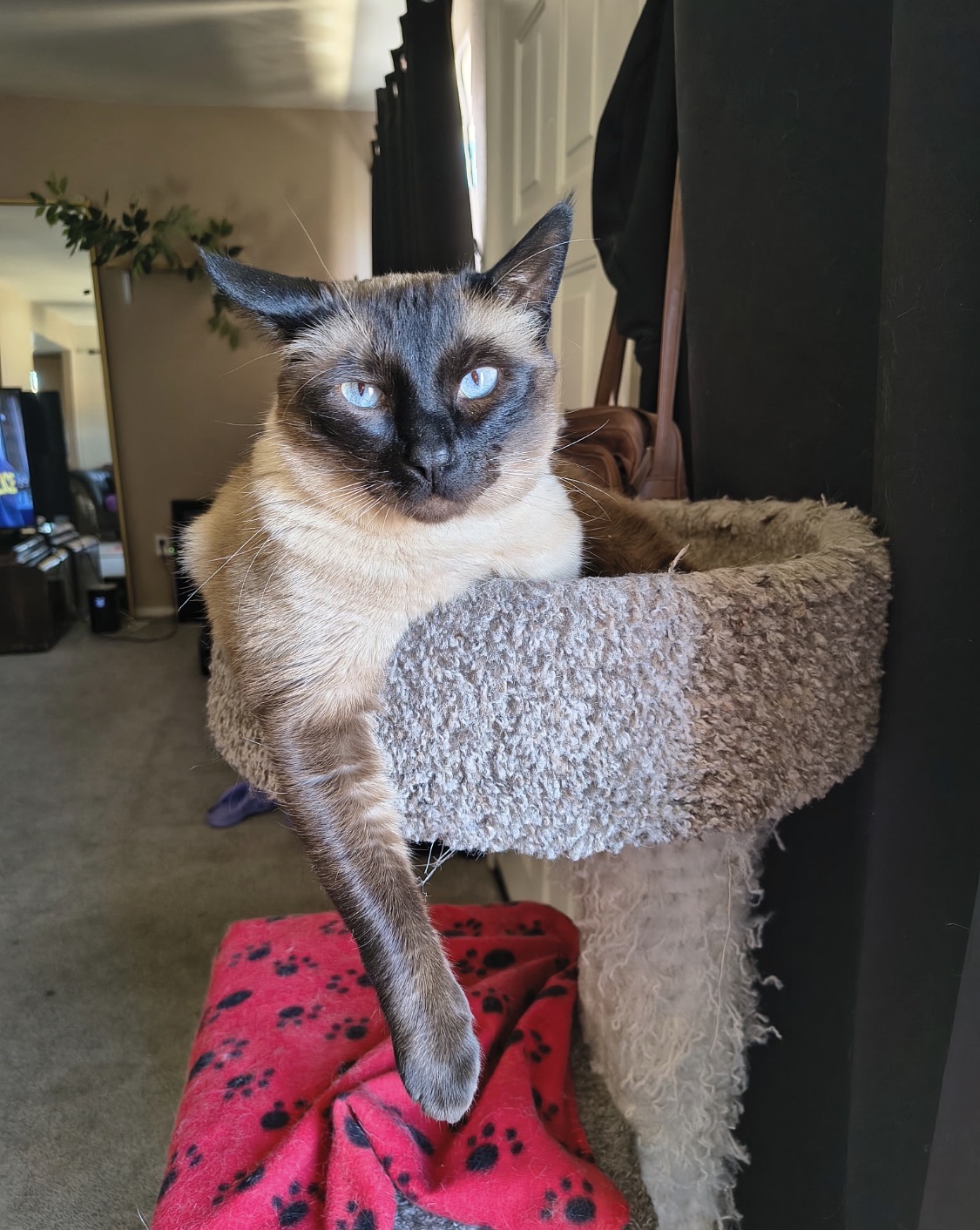 Pet Picture