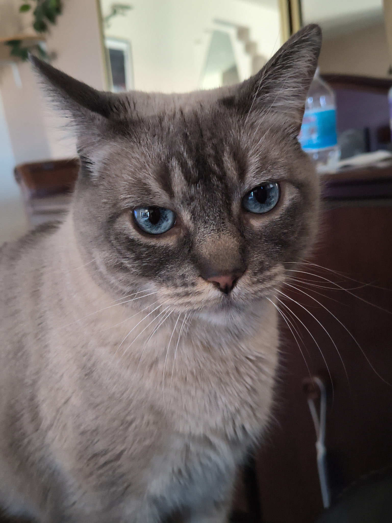 Pet Picture
