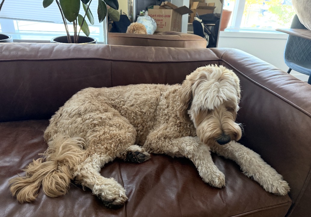 Pet Picture